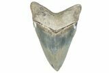 ” Fossil Aurora Megalodon Tooth - Aurora, North Carolina #291727-1